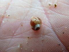 Acanthinucella
