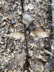 Quercus incana