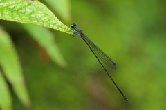 Nesobasis longistyla