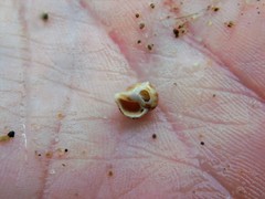 Acanthinucella