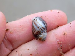 Acanthinucella