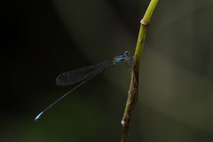 Nesobasis caerulecaudata