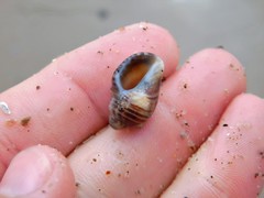 Acanthinucella