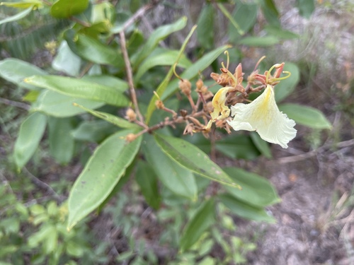 Qualea multiflora (Qualea multiflora)