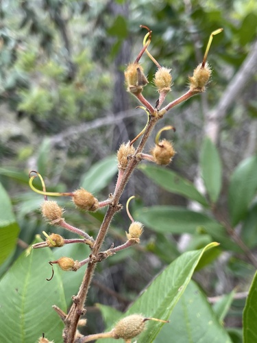 Qualea multiflora, photograph 5