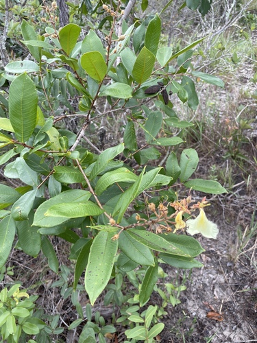 Qualea multiflora, photograph 6