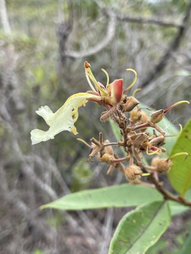 Qualea multiflora, photograph 4