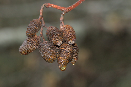 Red Alder (Alnus rubra)
