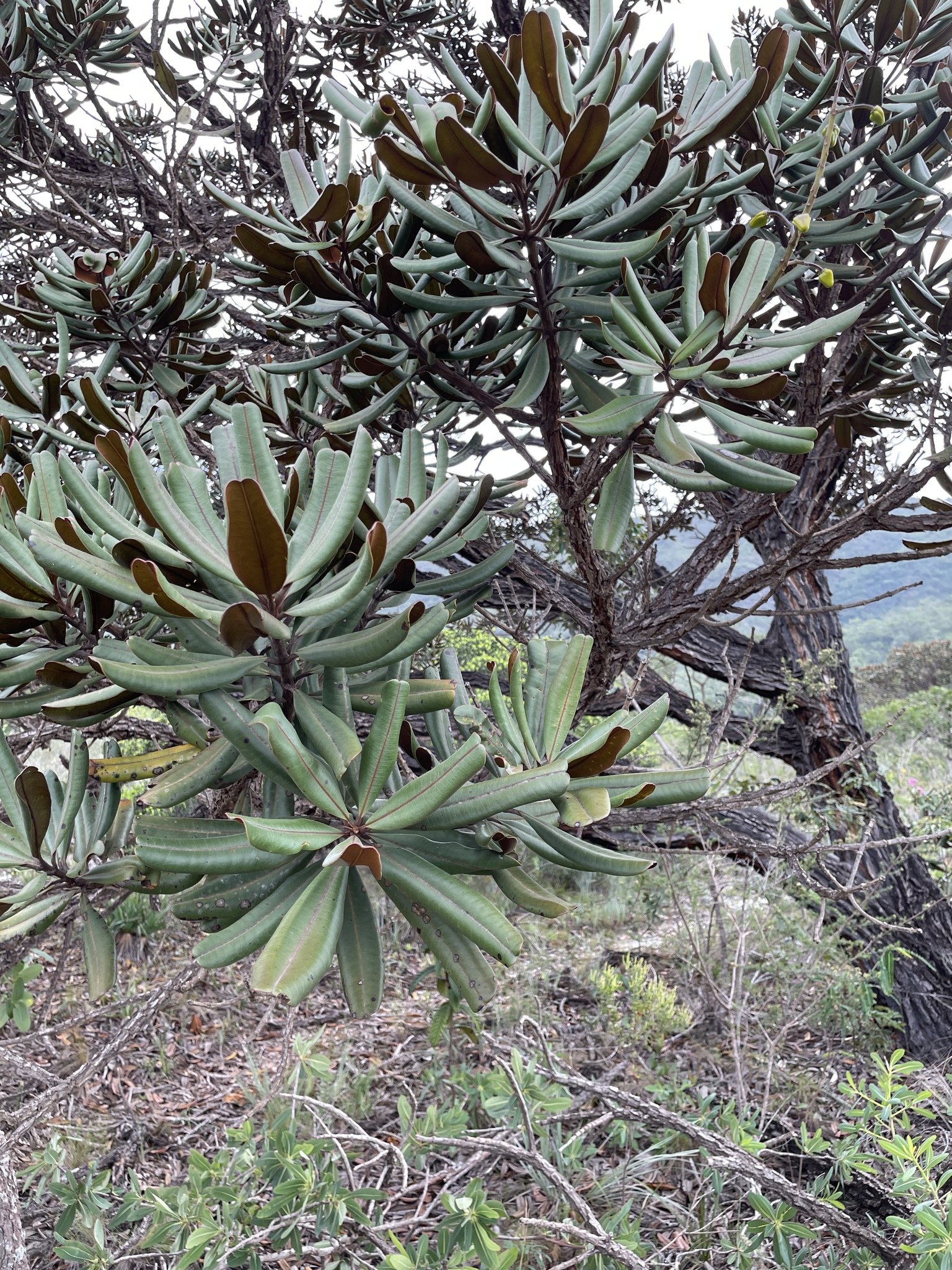 Vochysia discolor