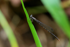 Melanesobasis flavilabris