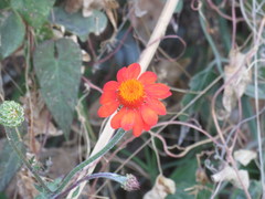 Adenophyllum squamosum