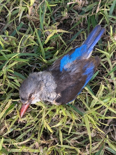 Southern Greyheaded Kingfisher