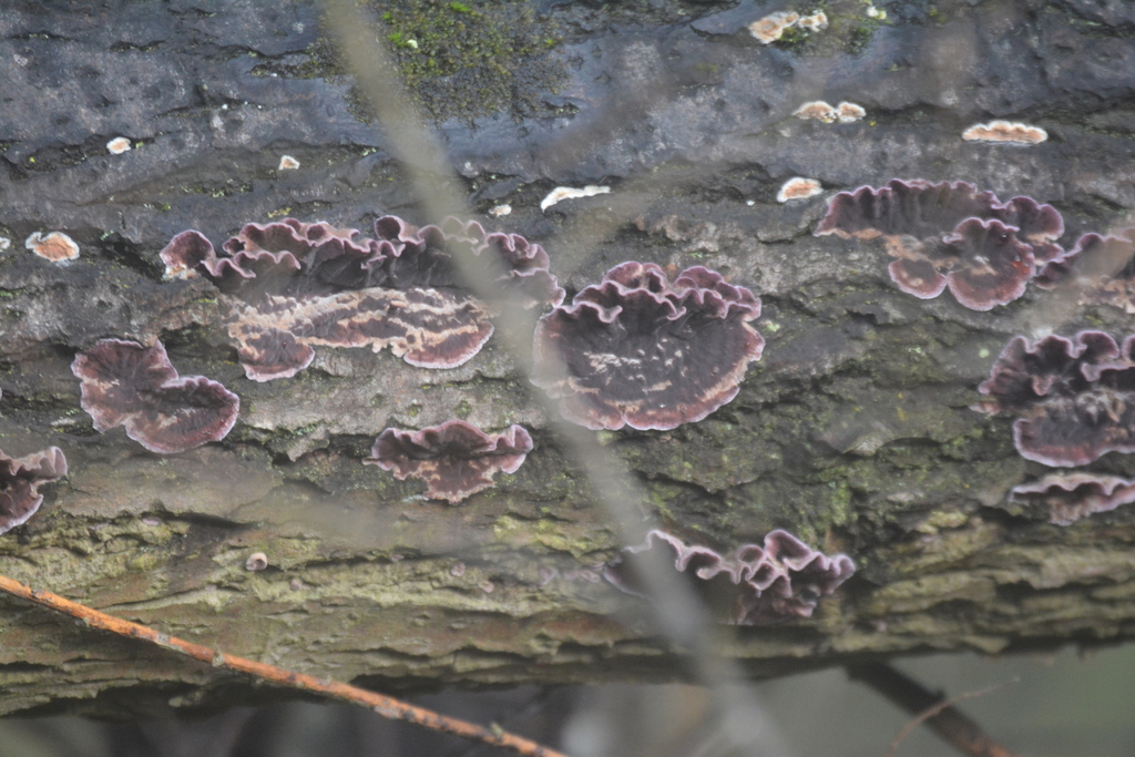 Chondrostereum purpureum · January 2026 · photo: © matthewvosper (iNaturalist, cc-by)