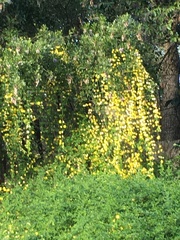 Jasminum mesnyi