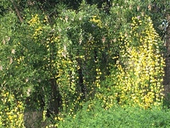 Jasminum mesnyi