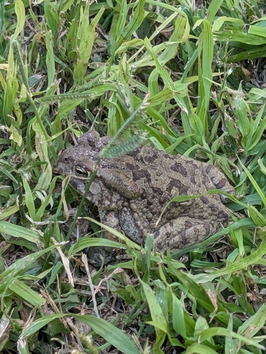 Power's Toad