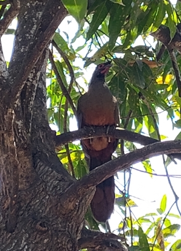 Rufous-bellied Chachalaca (Ortalis wagleri), photo 4