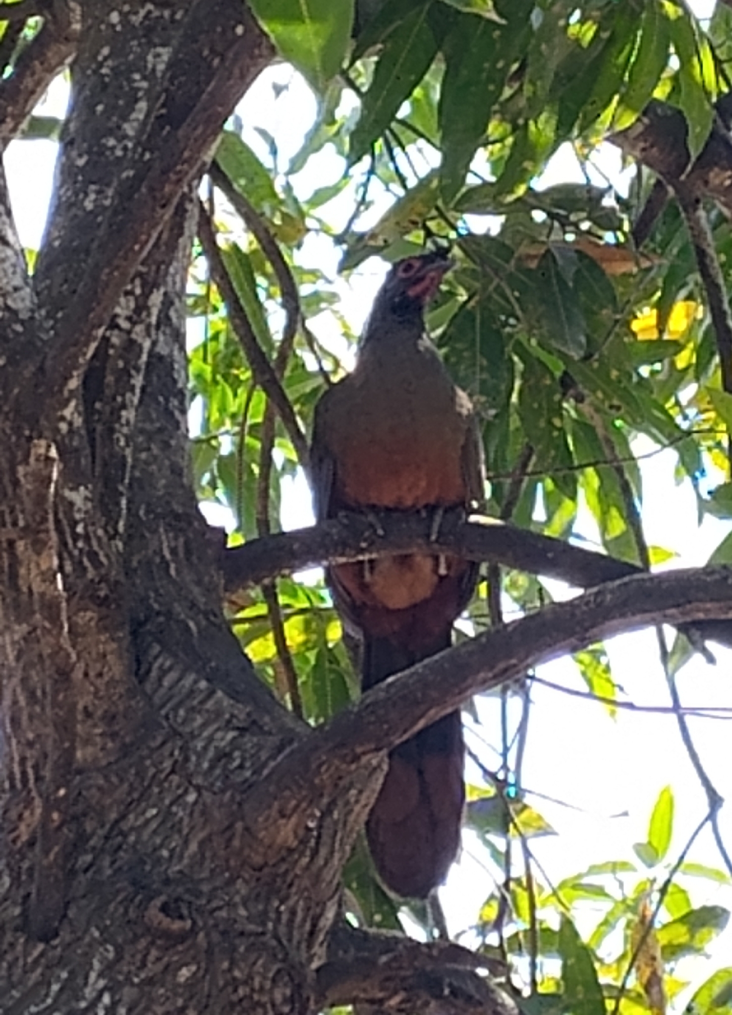 Rufous-bellied Chachalaca (Ortalis wagleri), photo 4