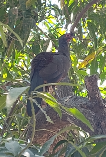 Rufous-bellied Chachalaca (Ortalis wagleri), photo 5