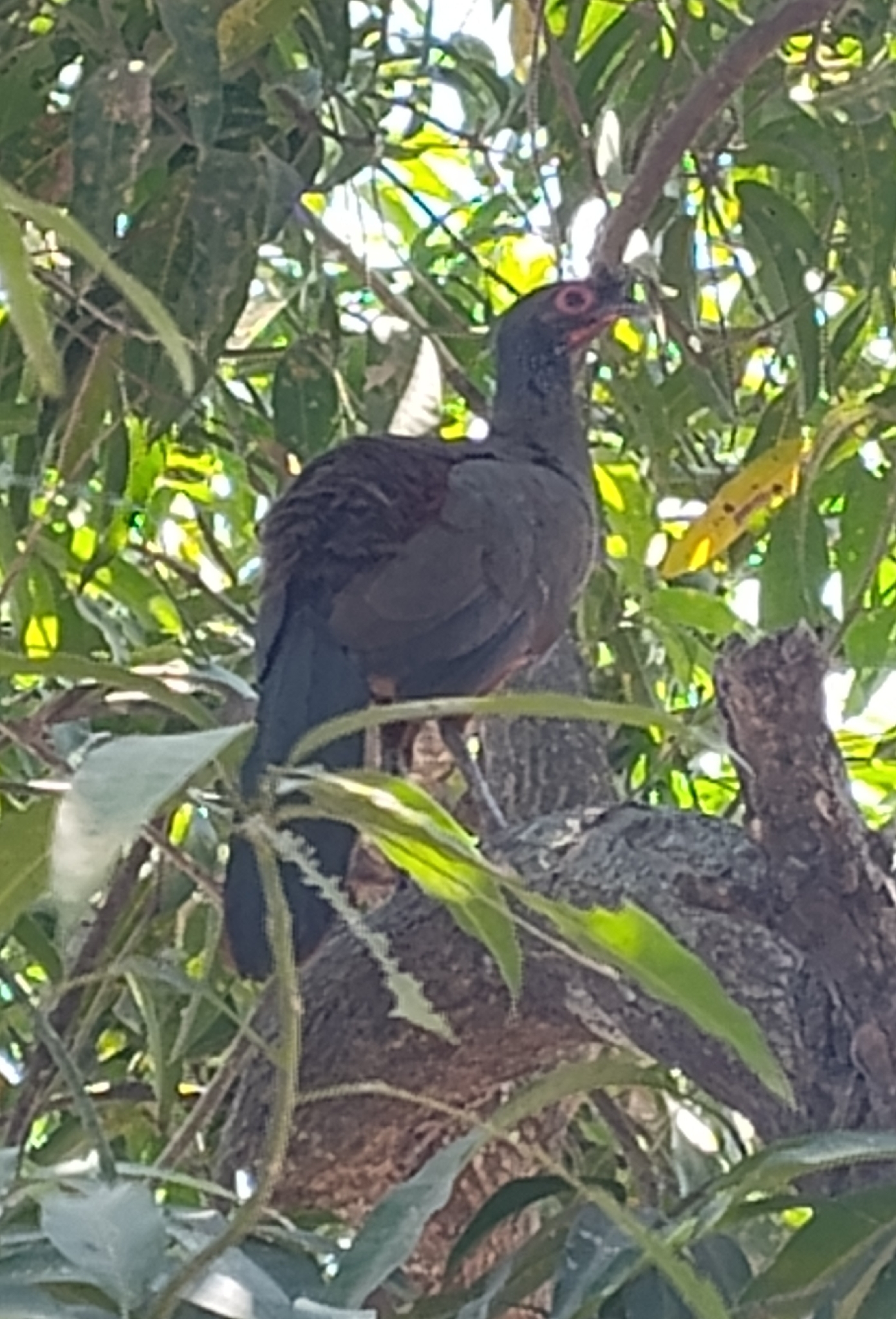 Rufous-bellied Chachalaca (Ortalis wagleri), photo 5