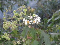 Montanoa bipinnatifida
