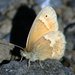 California Ringlet - Photo (c) David A. Hofmann, some rights reserved (CC BY-NC-ND)
