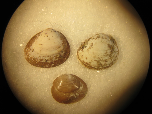 Giant Northern Peaclam