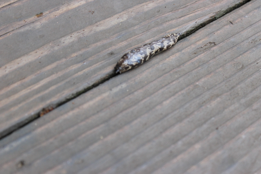 blotchy mantleslug