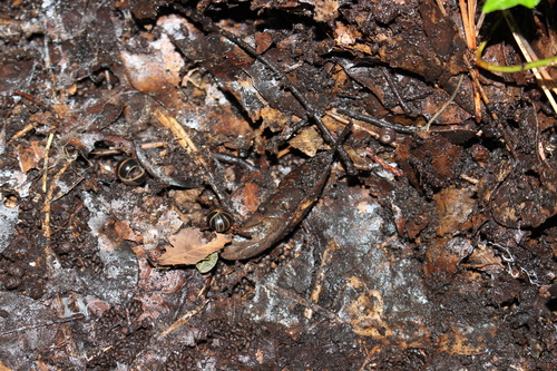 Pill millipede