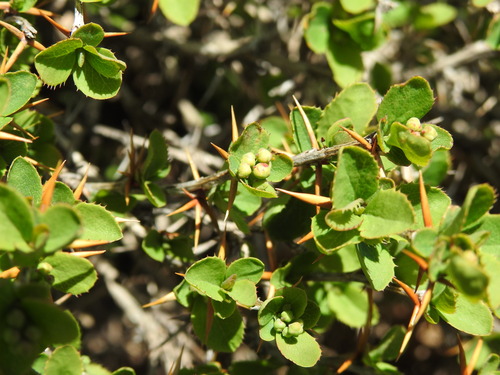 Berberis aetnensis, photograph 1