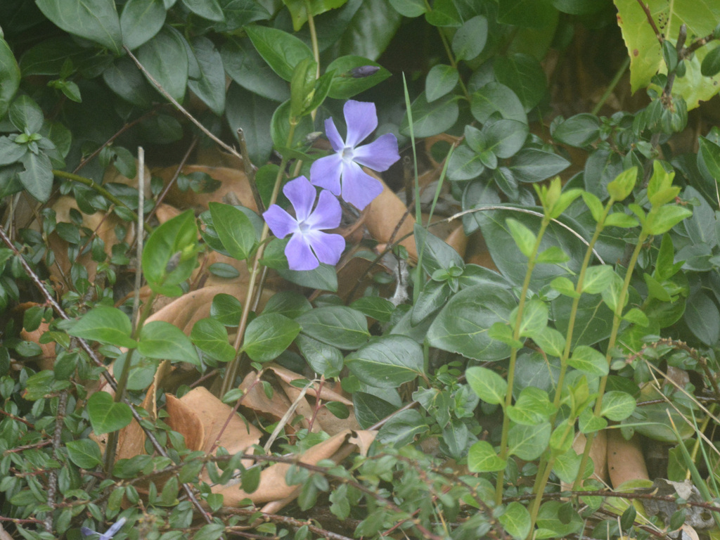 Vinca major, Keyworth, Nottingham NG12, UK