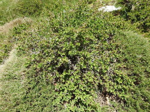 Berberis aetnensis, photograph 5