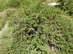 Berberis aetnensis, photograph (c) Yves Bas, some rights reserved (CC BY)