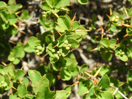Mount Etna Barberry (Berberis aetnensis)