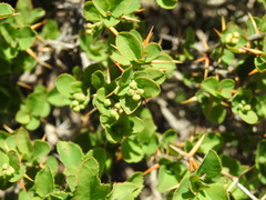 Berberis aetnensis