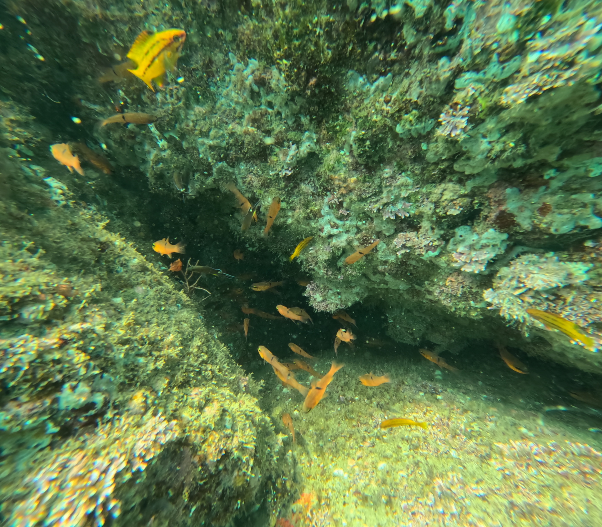 Pink Cardinalfish photo 7