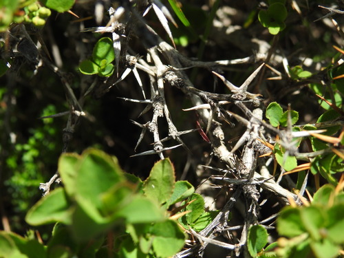 Berberis aetnensis, photograph 2