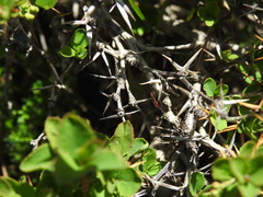 Berberis aetnensis, photograph (c) Yves Bas, some rights reserved (CC BY)