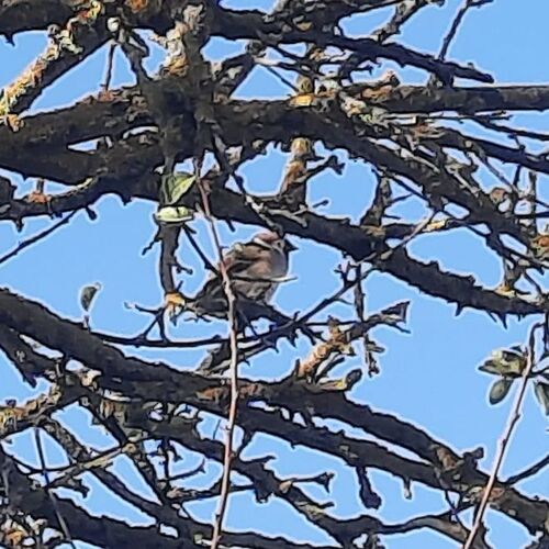 Eurasian Tree Sparrow