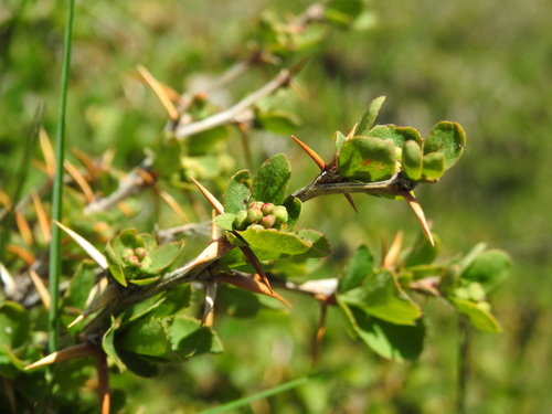Berberis aetnensis, photograph 3