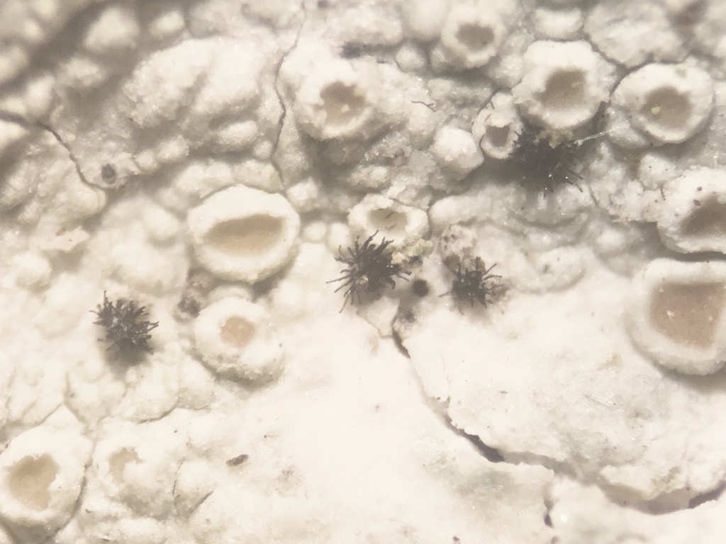 Taeniolella caespitosa