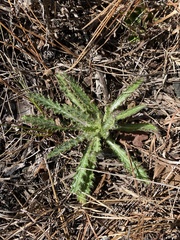 Cirsium repandum