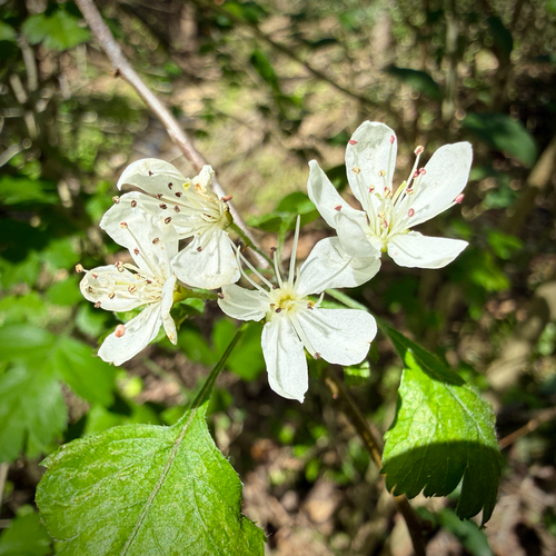 Crataegus apiifolia, photograph 1