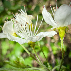 Crataegus apiifolia