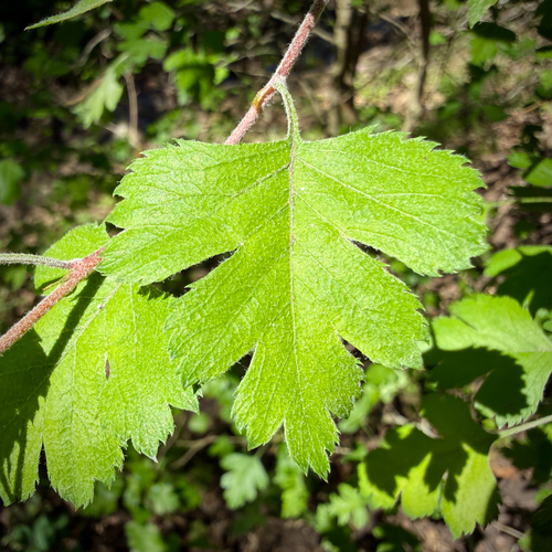 Crataegus apiifolia, photograph 3
