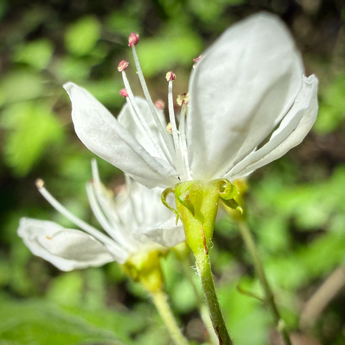 Crataegus apiifolia, photograph 2