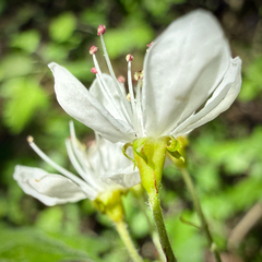Crataegus apiifolia, photograph Caroline Kane, CC BY, iNaturalist via GBIF