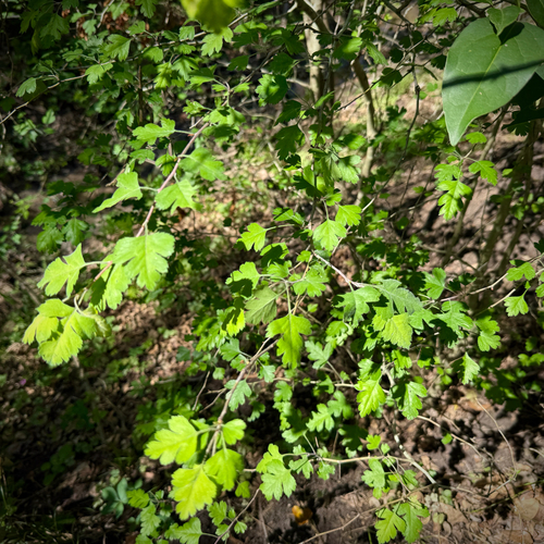 Crataegus apiifolia, photograph 5
