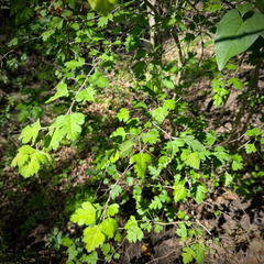 Crataegus apiifolia, photograph Caroline Kane, CC BY, iNaturalist via GBIF