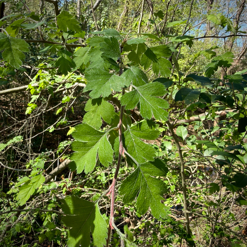 Crataegus apiifolia, photograph 6